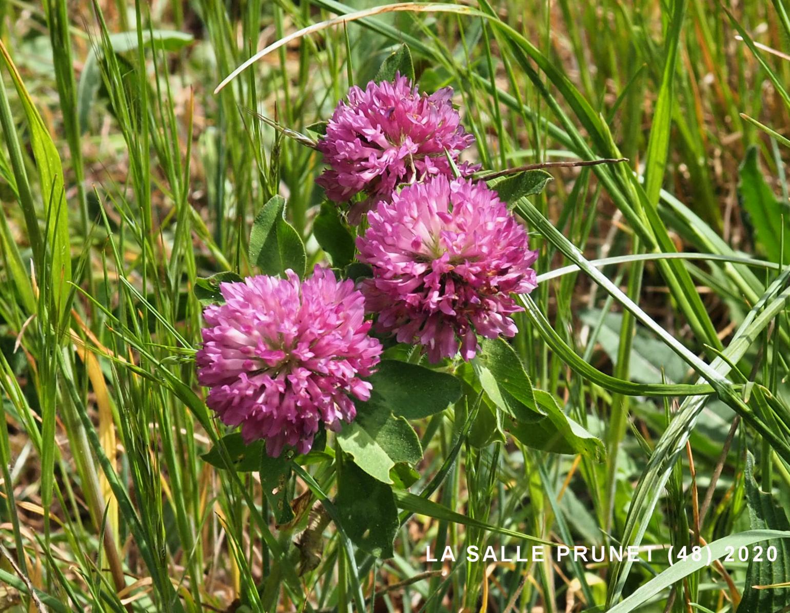 Clover, Red